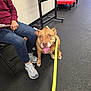 animal, black_floor, casual, chair, clipboard, dog, friendly, happy, indoor, jeans, leash, pavement, person, pet, seated, side_view, smiling, sneakers, waiting, yellow_leash