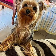Looping a rejoint le concours — aidez-le/la à gagner de superbes lots ! dog, yorkshire_terrier, pet, fur, curious, blanket, zebra_pattern, indoor, tile_floor, chair, table, tablecloth, glass, food, home, cozy, animal, mammal, domestic, cute