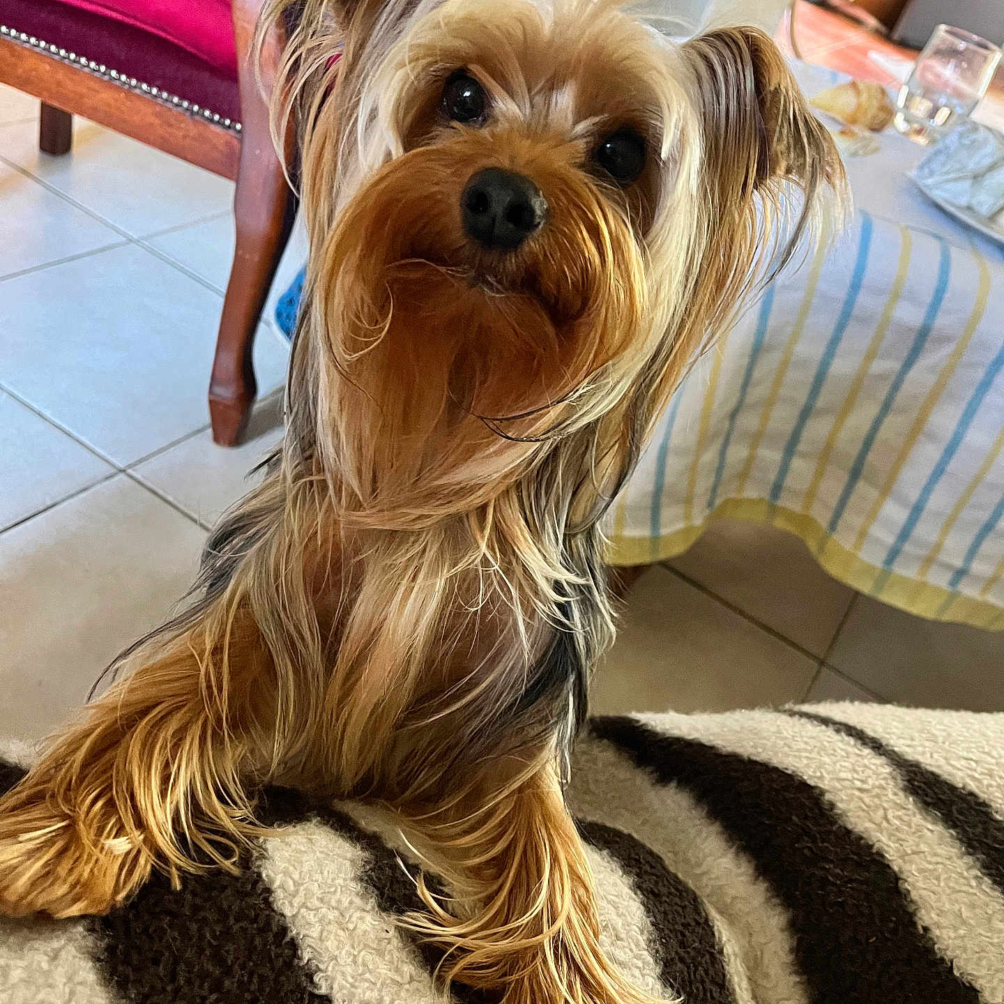 Looping a rejoint le concours — aidez-le/la à gagner de superbes lots ! dog, yorkshire_terrier, pet, fur, curious, blanket, zebra_pattern, indoor, tile_floor, chair, table, tablecloth, glass, food, home, cozy, animal, mammal, domestic, cute