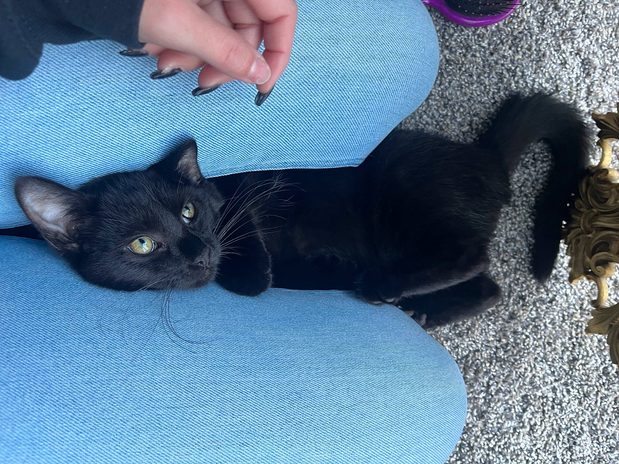 Dalton joined the competition — help win amazing prizes! black_cat, carnivore, cat, claw, comfort, domestic_short_haired_cat, electric_blue, felidae, foot, fur, grey, lap, nail, russian_blue, sitting, small_to_medium_sized_cats, snout, tail, terrestrial_animal, whiskers