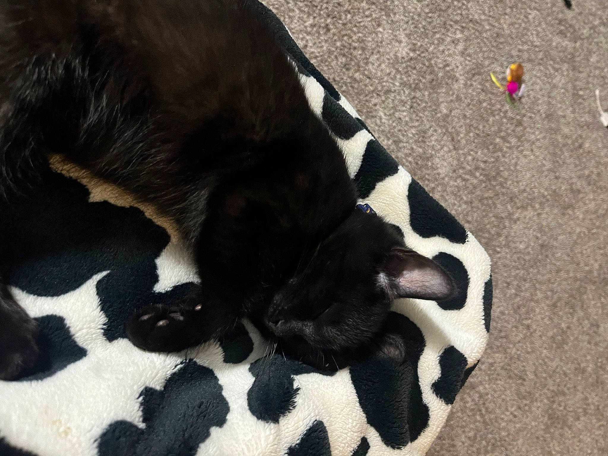 Dalton is registered to the contest to win money with this photo: canidae, carmine, carnivore, claw, companion_dog, dalmatian, dog, dog_breed, fawn, felidae, fur, human_leg, pattern, paw, snout, sporting_group, tail, terrestrial_animal, whiskers, working_animal