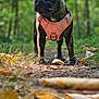 dog, french_bulldog, pink_harness, forest, path, autumn_leaves, outdoor, nature, pet, animal, canine, walking, greenery, closeup, alert, daylight, fur, ears, ground, adventure