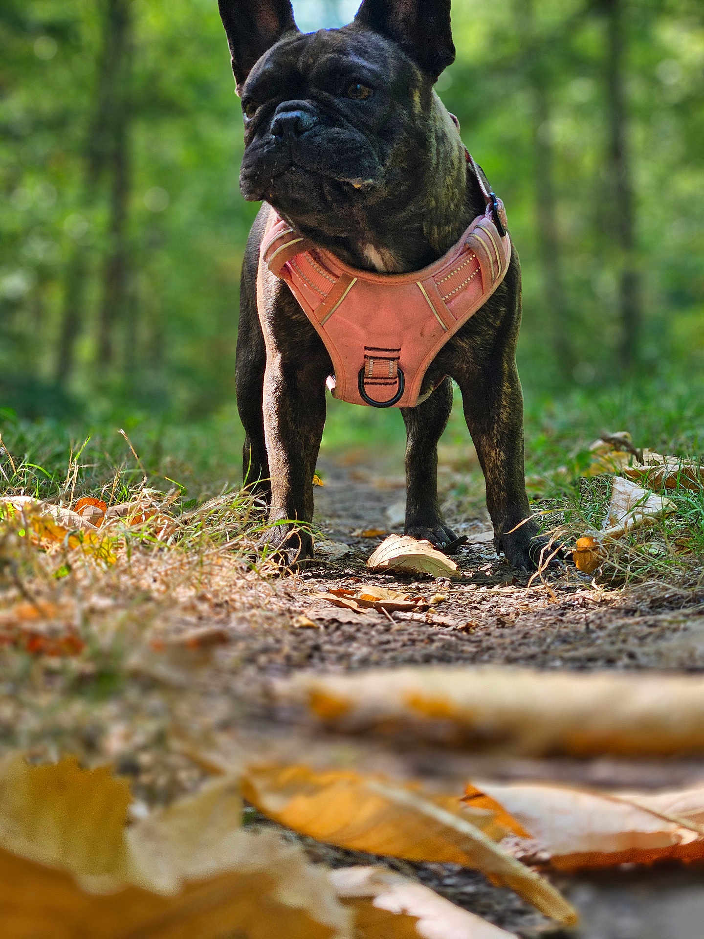 Vika participe au concours pour gagner de l'argent avec cette photo : dog, french_bulldog, pink_harness, forest, path, autumn_leaves, outdoor, nature, pet, animal, canine, walking, greenery, closeup, alert, daylight, fur, ears, ground, adventure