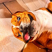 Marley participe au concours pour gagner de l'argent avec cette photo : animal, brown, canine, closeup, cute, dog, ears, expression, floor, funny_face, indoor, lying_down, muzzle, paw, pet, playful, relaxed, tile, tongue, white