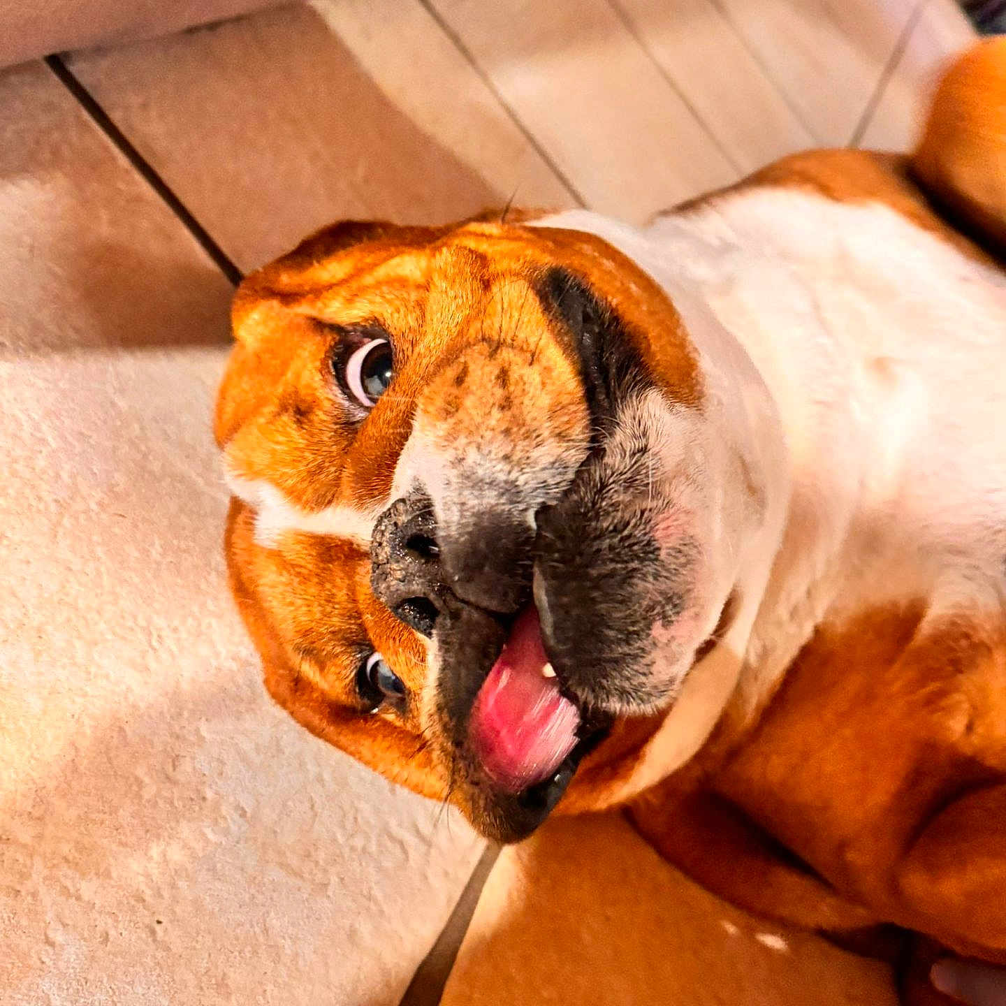 Marley participe au concours pour gagner de l'argent avec cette photo : animal, brown, canine, closeup, cute, dog, ears, expression, floor, funny_face, indoor, lying_down, muzzle, paw, pet, playful, relaxed, tile, tongue, white