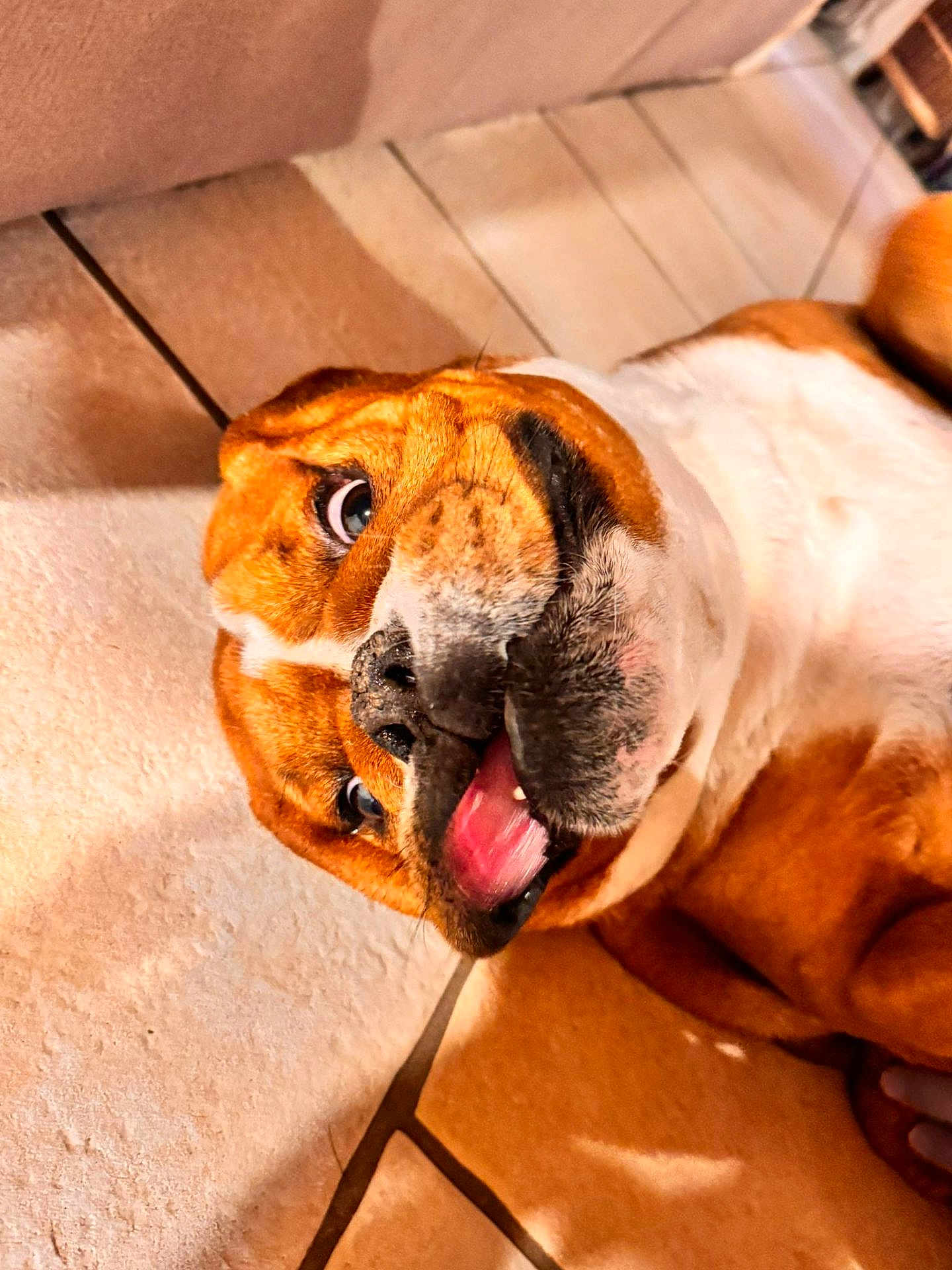 Marley participe au concours pour gagner de l'argent avec cette photo : animal, brown, canine, closeup, cute, dog, ears, expression, floor, funny_face, indoor, lying_down, muzzle, paw, pet, playful, relaxed, tile, tongue, white