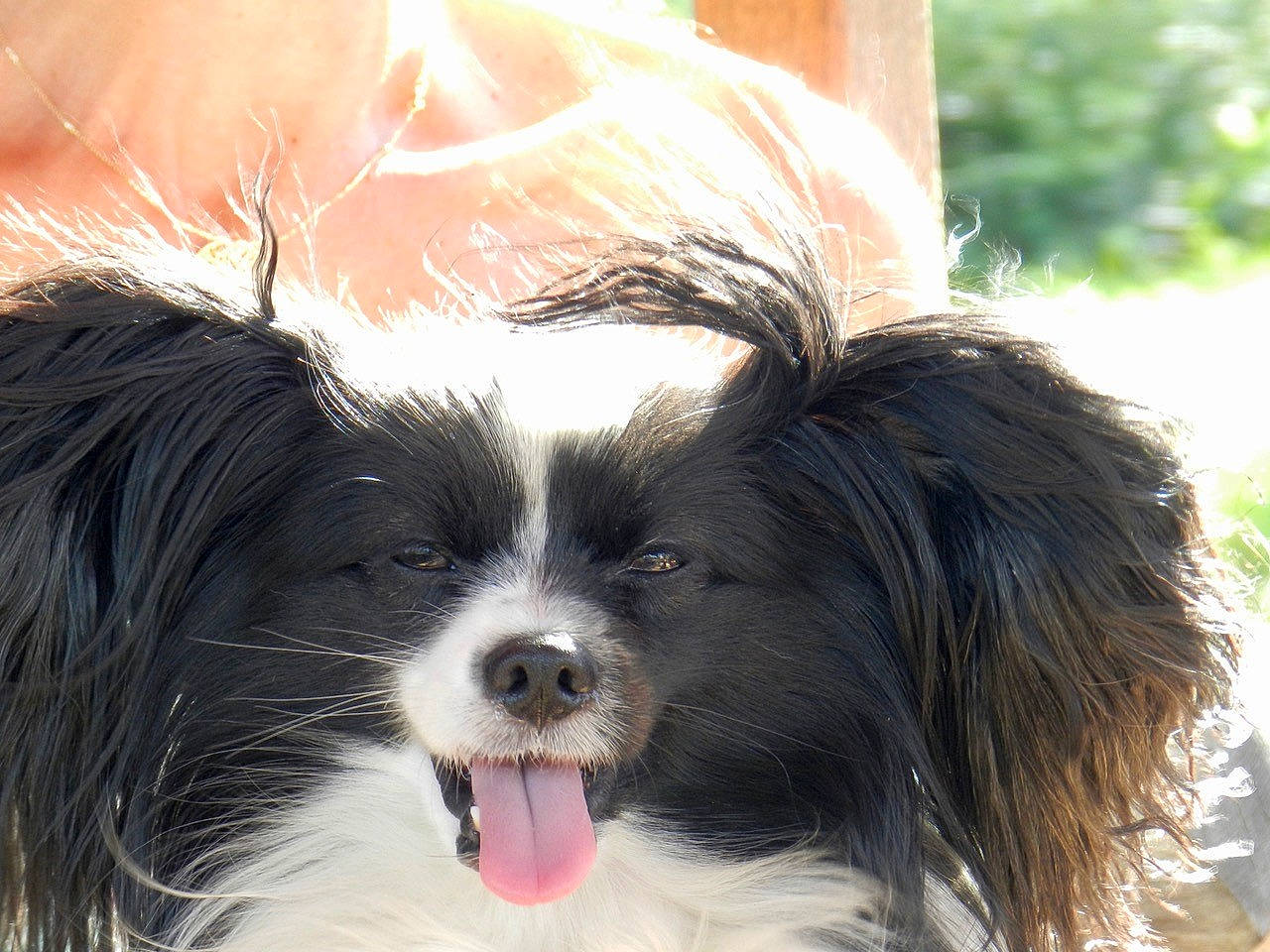 Lutin a rejoint le concours — aidez-le/la à gagner de superbes lots ! biewer_terrier, canidae, carnivore, companion_dog, dog, dog_breed, fur, grass, liver, non_sporting_group, small_terrier, sporting_group, terrestrial_animal, terrier, toy_dog, water_dog, whiskers, working_animal, working_dog