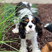 Payge joined the competition — help win amazing prizes! animal, black, brown, cavalier_king_charles_spaniel, closeup, collar, companion, curious, dog, ears, fur, garden, grass, mulch, nature, outdoor, pet, puppy, white, young