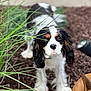 animal, black, brown, cavalier_king_charles_spaniel, closeup, collar, companion, curious, dog, ears, fur, garden, grass, mulch, nature, outdoor, pet, puppy, white, young