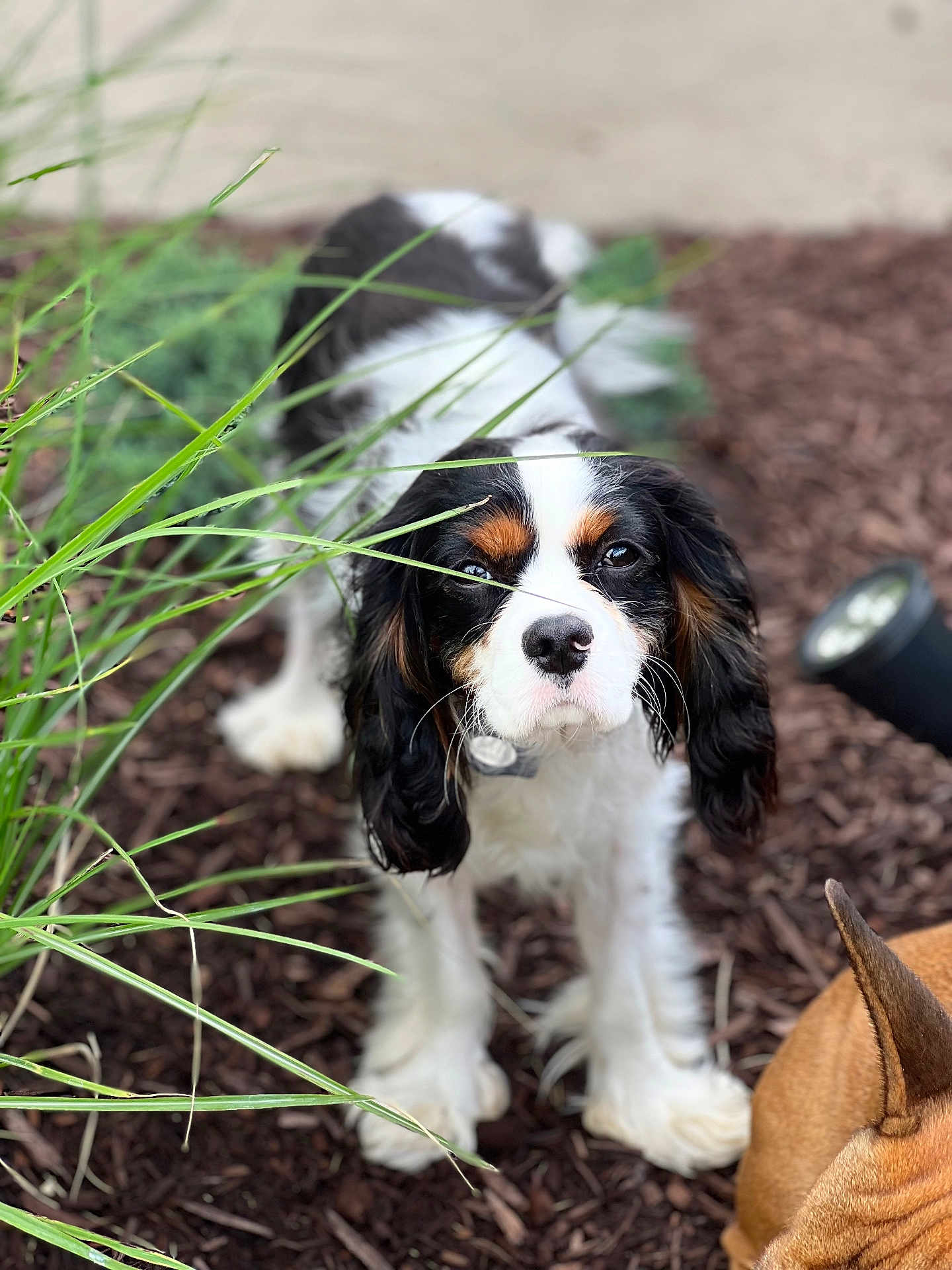 Payge joined the competition — help win amazing prizes! animal, black, brown, cavalier_king_charles_spaniel, closeup, collar, companion, curious, dog, ears, fur, garden, grass, mulch, nature, outdoor, pet, puppy, white, young