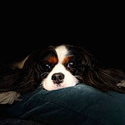 Payge joined the competition — help win amazing prizes! animal, black_background, calm, cavalier_king_charles_spaniel, closeup, cushion, cute, dog, ears, face, fur, indoor, muzzle, nostrils, pet, portrait, relaxed, resting, soft_light, whiskers