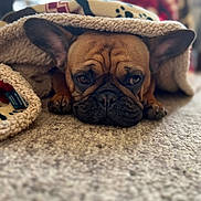 Crypto is registered to the contest to win money with this photo: dog, blanket, carpet, brown, snuggled, cozy, indoor, pet, cute, resting, ears, face, fur, paws, animal, relaxed, closeup, soft, warm, home