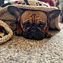 animal, blanket, brown, carpet, closeup, cozy, cute, dog, ears, face, fur, home, indoor, paws, pet, relaxed, resting, snuggled, soft, warm