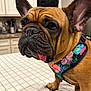animal, brown_fur, close_up, companion, cute, dog, domestic, ears, expression, floral_pattern, french_bulldog, harness, indoor, kitchen, pet, pet_accessory, portrait, quilted_surface, table, tongue_out