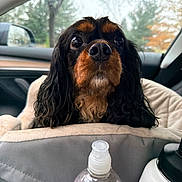 Hazel joined the competition — help win amazing prizes! animal, black_and_tan, car, car_seat, cavalier_king_charles_spaniel, close_up, curious, dog, ears, face, fur, interior, nose, outdoor, pet, rain, seat_cover, vehicle, water_bottle, window