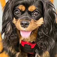 Hazel joined the competition — help win amazing prizes! animal, black_fur, blurry_background, canine, close_up, companion, cute, dog, domestic, friendly, fur, happy, indoor, long_ears, mammal, pet, portrait, red_harness, tan_fur, tongue_out