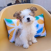 Benji a rejoint le concours — aidez-le/la à gagner de superbes lots ! puppy, dog, canine, fluffy, white_fur, brown_fur, sitting, chair, cushion, pillow, outdoor, portrait, cute, pet, animal, floppy_ears, black_nose, colorful, furniture, photography