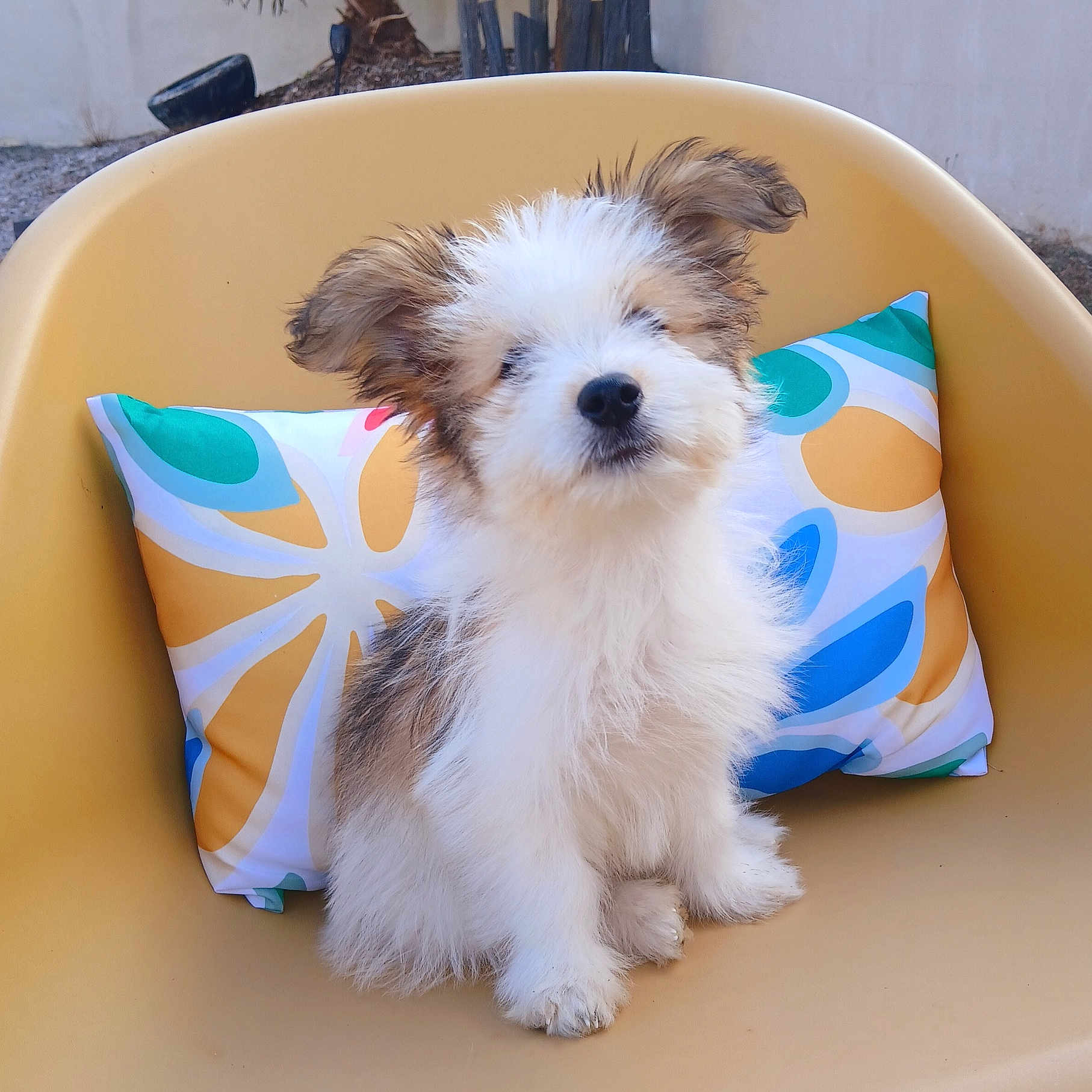 Benji
