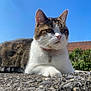 cat, tabby_cat, white_cat, outdoor, stone_surface, blue_sky, sunlight, collar, pet, animal, feline, resting, nature, daytime, closeup, portrait, ears, whiskers, house, greenery