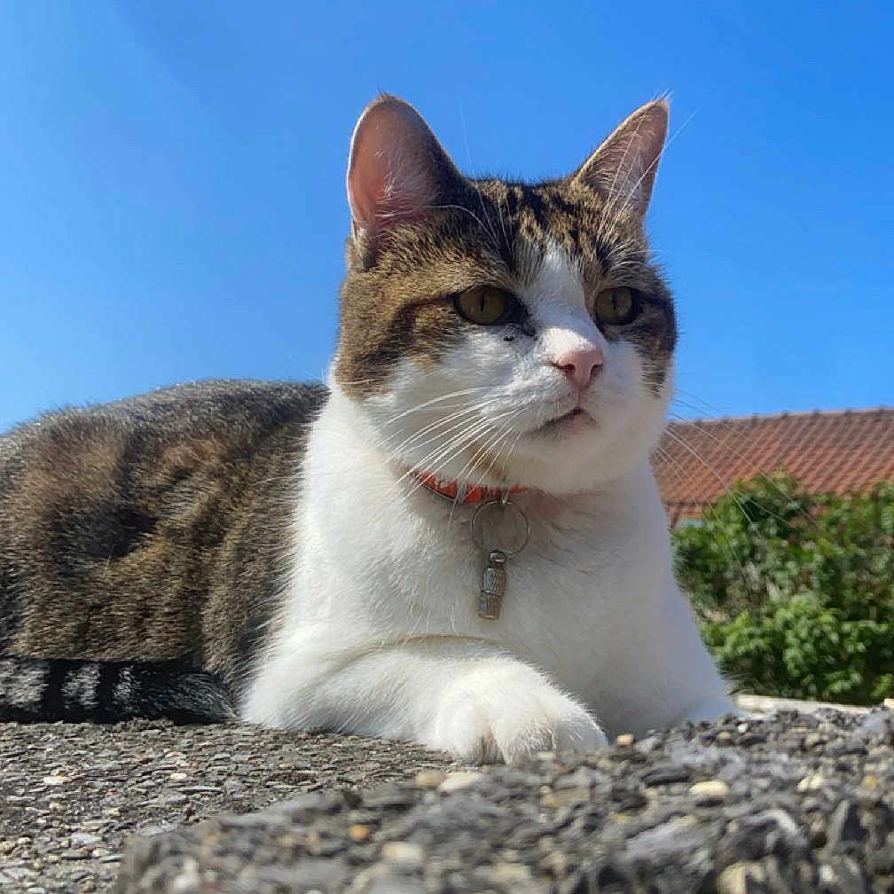 Shannel a rejoint le concours — aidez-le/la à gagner de superbes lots ! animal, blue_sky, cat, closeup, collar, daytime, ears, feline, greenery, house, nature, outdoor, pet, portrait, resting, stone_surface, sunlight, tabby_cat, whiskers, white_cat