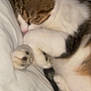 cat, sleeping, blurred, feline, paw, fur, resting, indoor, closeup, striped, white, brown, black, pet, animal, cozy, soft, bed, relaxed, cute