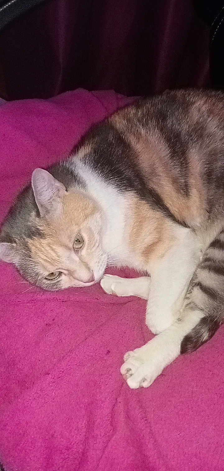 Fiby