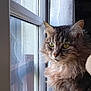 calm, cat, close_up, curious, domestic_animal, feline, fluffy, fur, green_eyes, indoor, lace_curtains, looking_out, natural_light, pet, reflection, side_view, soft_light, tabby, whiskers, window