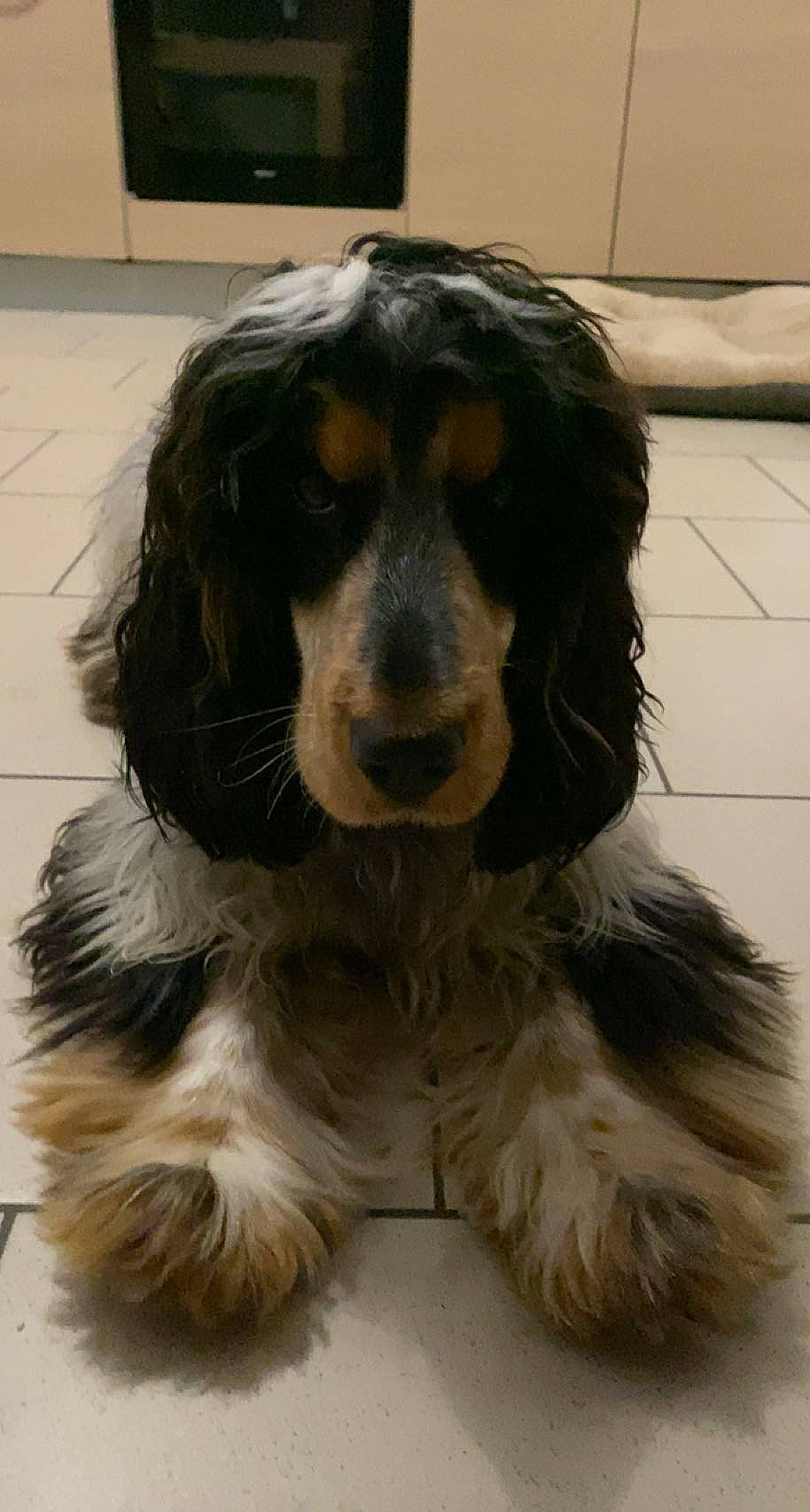 Volt participe au concours pour gagner de l'argent avec cette photo : bored, canidae, carnivore, cocker_spaniel, companion_dog, dog, dog_breed, fur, gun_dog, king_charles_spaniel, liver, russian_spaniel, snout, spaniel, sporting_group, terrestrial_animal, toy_dog, whiskers, working_animal, working_dog