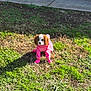 Lola joined the competition — help win amazing prizes! dog, puppy, pink_clothing, pink_boots, grass, lawn, outdoor, sunlight, shadow, car, wheel, white_car, pet, animal, cute, small_dog, canine, playing, costume, daytime
