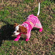 Lola is registered to the contest to win money with this photo: dog, puppy, pink_clothing, pink_booties, grass, outdoor, sunlight, shadow, small_dog, curious, pet, canine, animal, fluffy_ears, white_tail, nature, young_dog, playful, cute, costume