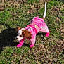 dog, puppy, pink_clothing, pink_booties, grass, outdoor, sunlight, shadow, small_dog, curious, pet, canine, animal, fluffy_ears, white_tail, nature, young_dog, playful, cute, costume