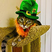 Chairman joined the competition — help win amazing prizes! cat, tabby_cat, hat, green_hat, orange_collar, carpeted_cat_tree, pet, indoor, animal, feline, costume, cute, ears, whiskers, paws, tail, looking_at_camera, resting, funny, holiday
