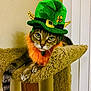cat, tabby_cat, hat, green_hat, orange_collar, carpeted_cat_tree, pet, indoor, animal, feline, costume, cute, ears, whiskers, paws, tail, looking_at_camera, resting, funny, holiday
