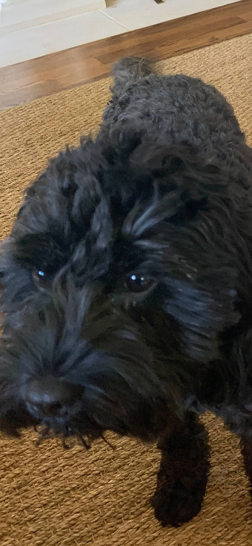 Dorothy joined the competition — help win amazing prizes! canidae, carnivore, companion_dog, dog, dog_breed, fur, liver, maltepoo, non_sporting_group, poodle_crossbreed, small_terrier, snout, sporting_group, terrestrial_animal, terrier, toy_dog, water_dog, working_animal, yorkipoo