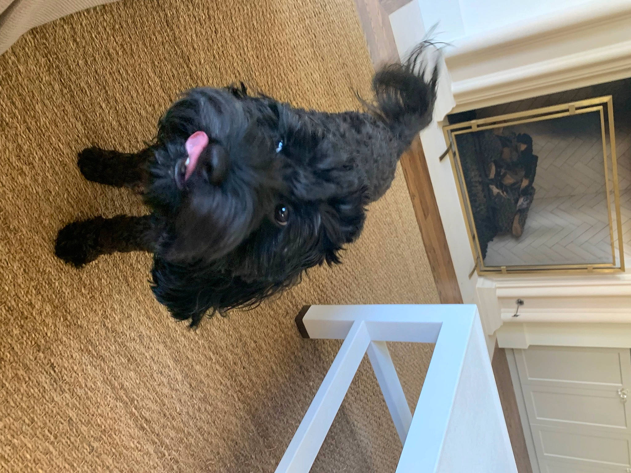 Dorothy joined the competition — help win amazing prizes! canidae, carnivore, companion_dog, dog, dog_breed, dog_supply, felidae, flooring, fur, hardwood, liver, small_to_medium_sized_cats, snout, sporting_group, tail, window, wood