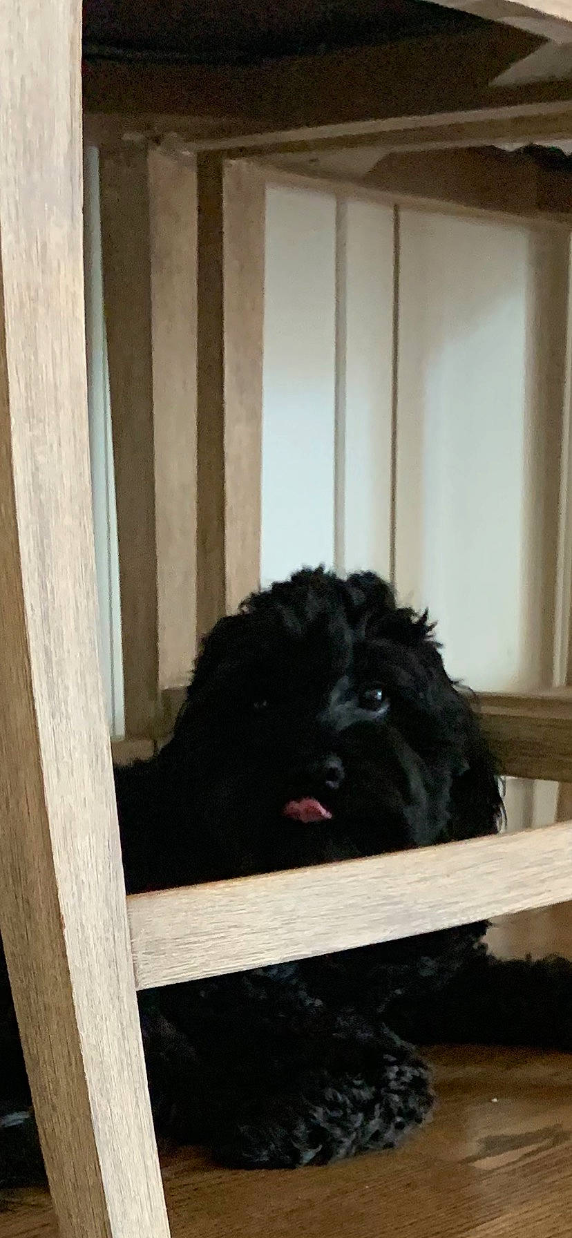 Dorothy is registered to the contest to win money with this photo: canidae, carnivore, companion_dog, dog, dog_breed, dog_collar, dog_supply, door, fur, hardwood, labradoodle, liver, pet_supply, room, snout, sporting_group, toy_dog, water_dog, wood, working_animal