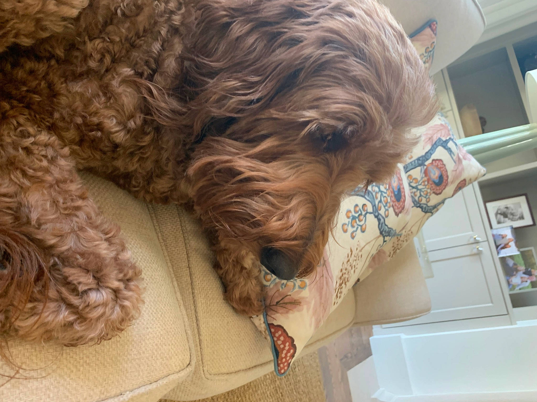 Truvy Pearl joined the competition — help win amazing prizes! canidae, carnivore, comfort, companion_dog, dog, dog_breed, dog_collar, fawn, flooring, fur, liver, poodle, snout, sporting_group, terrier, toy_dog, water_dog, wood, working_animal, wrinkle