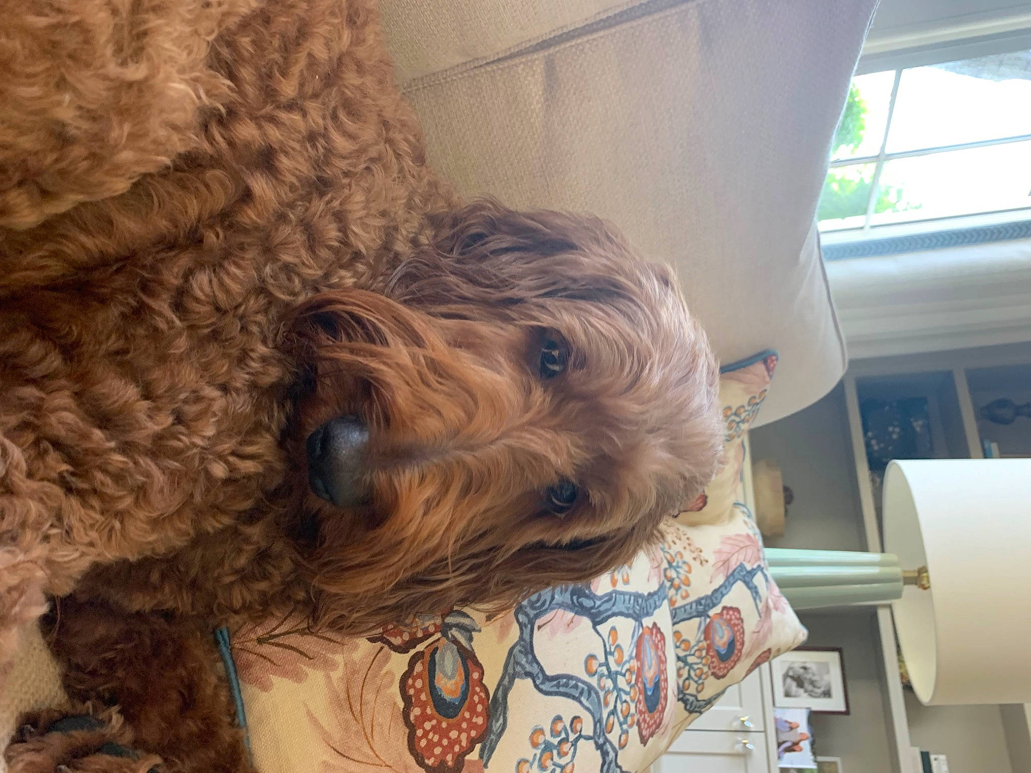 Truvy Pearl joined the competition — help win amazing prizes! canidae, carnivore, cockapoo, companion_dog, dog, dog_breed, fur, labradoodle, liver, poodle, small_terrier, snout, sporting_group, terrier, toy_dog, water_dog, window, wood, working_animal, yorkipoo