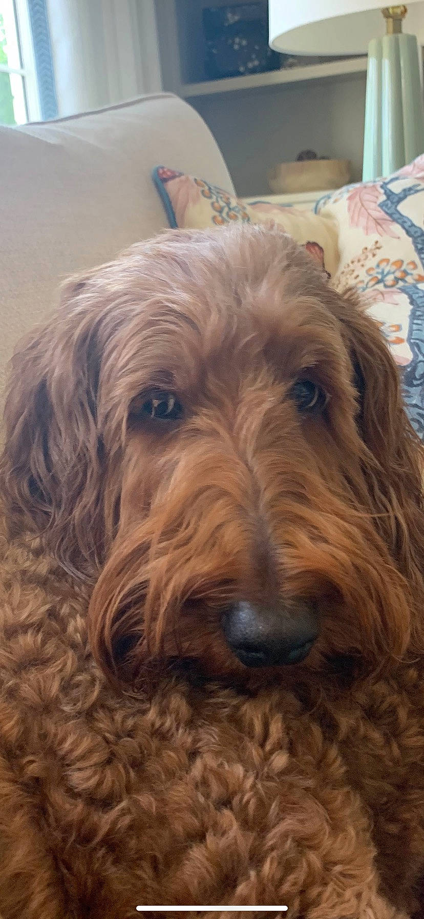 Truvy Pearl joined the competition — help win amazing prizes! canidae, carnivore, companion_dog, dog, dog_breed, fur, hardwood, liver, small_terrier, sporting_group, terrier, water_dog, wood, working_animal