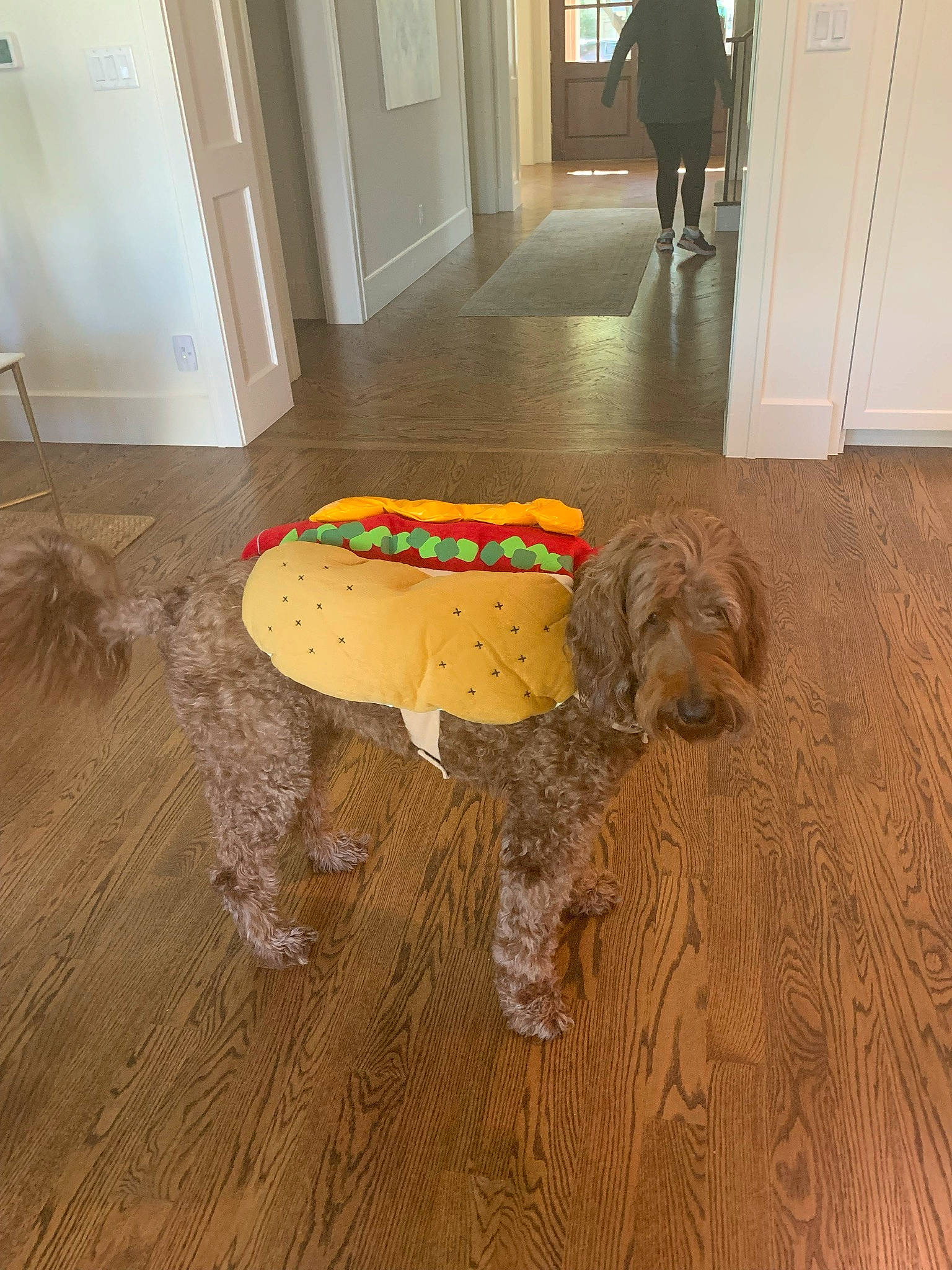 Truvy Pearl joined the competition — help win amazing prizes! carnivore, chair, coffee_table, companion_dog, dog, dog_breed, door, floor, flooring, hardwood, laminate_flooring, plank, plywood, stool, table, varnish, water_dog, wood, wood_flooring, wood_stain