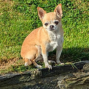 Gaufrette participe au concours pour gagner de l'argent avec cette photo : dog, chihuahua, small_dog, tan_dog, white_fur, pet, outdoor, grass, stone_wall, sunlight, animal, cute, sitting, ears_up, alert, nature, daylight, canine, companion, portrait