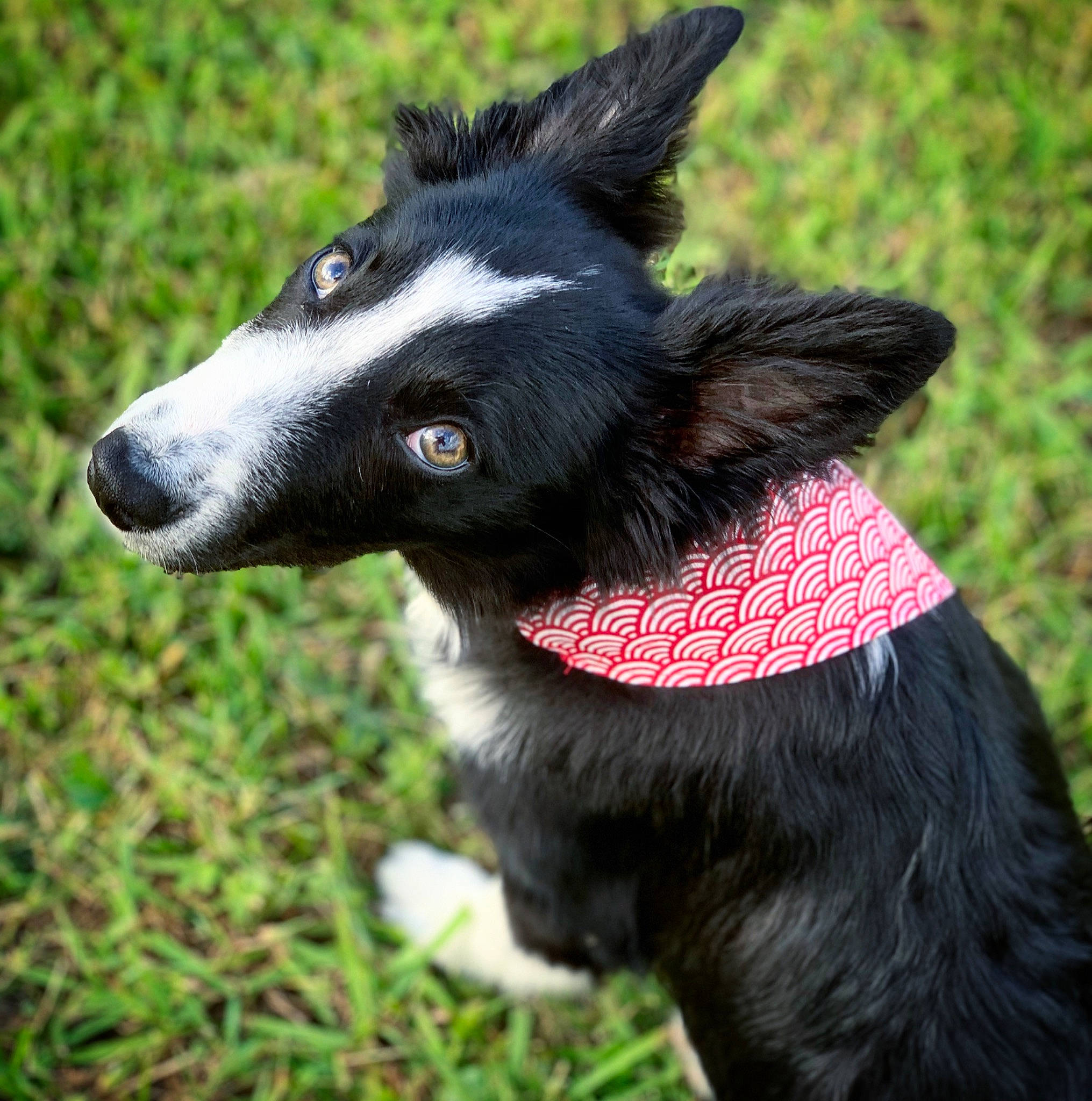 River participe au concours pour gagner de l'argent avec cette photo : australian_collie, border_collie, canidae, carnivore, companion_dog, dog, dog_breed, dog_collar, mammal, mcnab, snout, vertebrate, whiskers, working_dog
