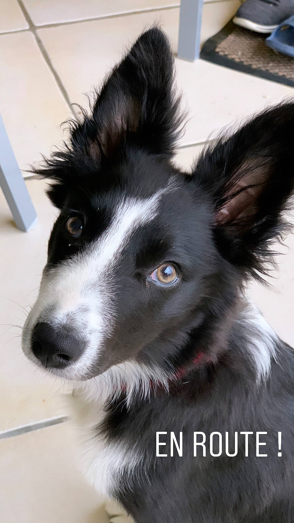 River participe au concours pour gagner de l'argent avec cette photo : australian_collie, border_collie, canidae, carnivore, companion_dog, dog, dog_breed, herding_dog, mammal, mcnab, rare_breed_dog, snout, vertebrate, whiskers, working_dog