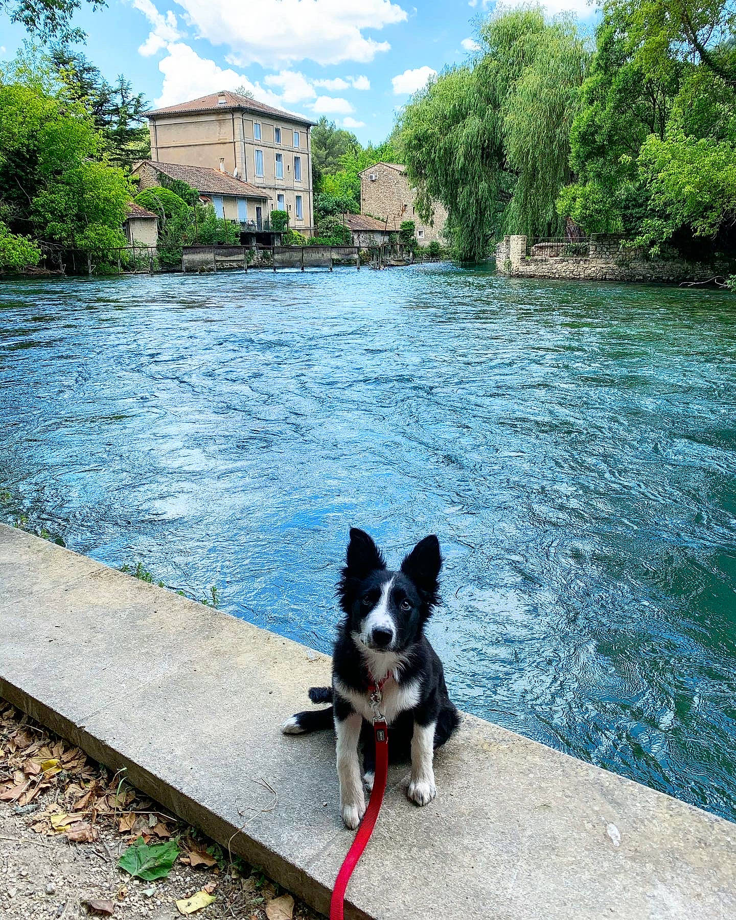 River a rejoint le concours — aidez-le/la à gagner de superbes lots ! adventure, border_collie, canidae, cardigan_welsh_corgi, carnivore, dog, dog_breed, herding_dog, house, lake, river, summer, tail, tree, water, water_resources, watercourse, waterway, welsh_corgi, working_dog