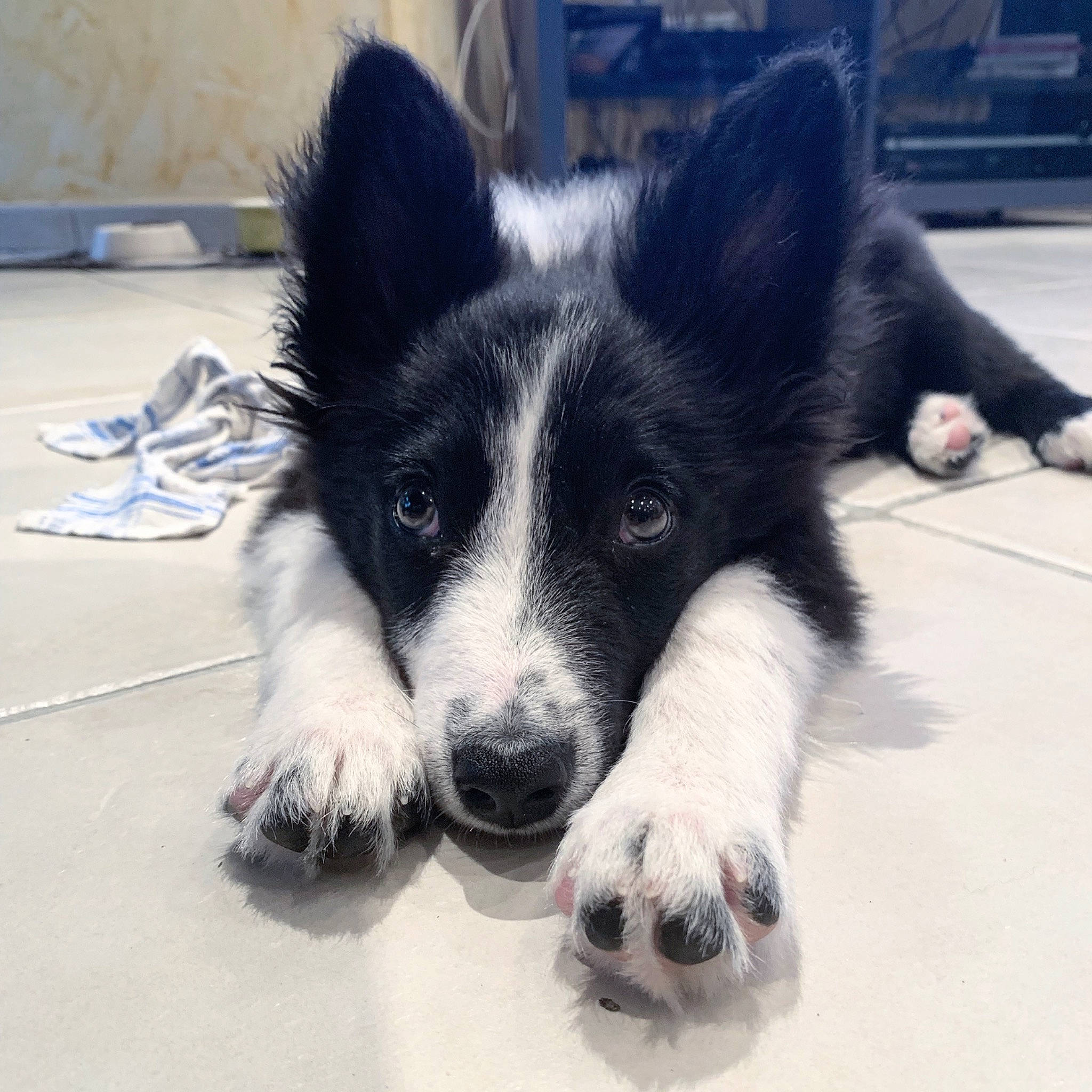 River a rejoint le concours — aidez-le/la à gagner de superbes lots ! australian_collie, border_collie, canidae, carnivore, dog, dog_breed, herding_dog, karelian_bear_dog, mammal, mcnab, nose, snout, vertebrate