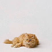 Cheeto joined the competition — help win amazing prizes! alert, animal, cat, closeup, cute, domestic_cat, ears, feline, fluffy, fur, ginger_cat, indoor, lying_down, pet, portrait, relaxed, resting, soft_light, tail, whiskers