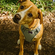 Laurence Pecqueur participe au concours pour gagner de l'argent avec cette photo : dog, pet, animal, canine, outdoor, forest, nature, leaves, earth, harness, tag, brown, white, ears, eyes, snout, sitting, curious, closeup, portrait
