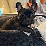 Lakota Bear is registered to the contest to win money with this photo: dog, french_bulldog, pet, animal, bed, cozy, indoor, blurred_background, person, relaxed, looking_at_camera, black_dog, ears_up, short_hair, canine, domestic_animal, companion, home, furniture, blanket