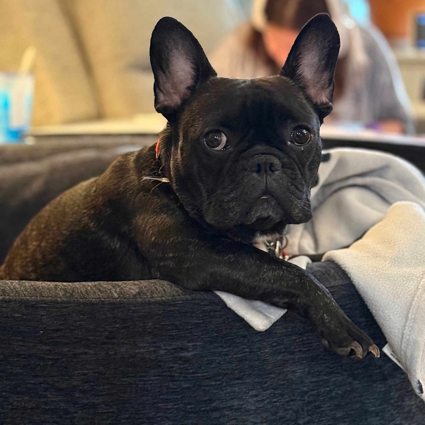 Lakota Bear is registered to the contest to win money with this photo: animal, bed, black_dog, blanket, blurred_background, canine, companion, cozy, dog, domestic_animal, ears_up, french_bulldog, furniture, home, indoor, looking_at_camera, person, pet, relaxed, short_hair