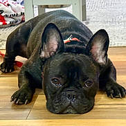 Lakota Bear joined the competition — help win amazing prizes! animal, brown_eyes, canine, close_up, collar, companion, cute, dog, domestic_animal, ears, floor, french_bulldog, household, indoor, lying_down, pet, portrait, relaxed, resting, wooden_floor